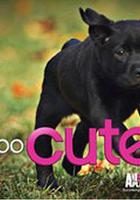 萌寵成長記 第二季線上看