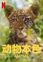 動物本色 第二季線上看