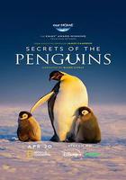 企鵝之謎線上看