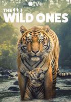 野性生靈線上看